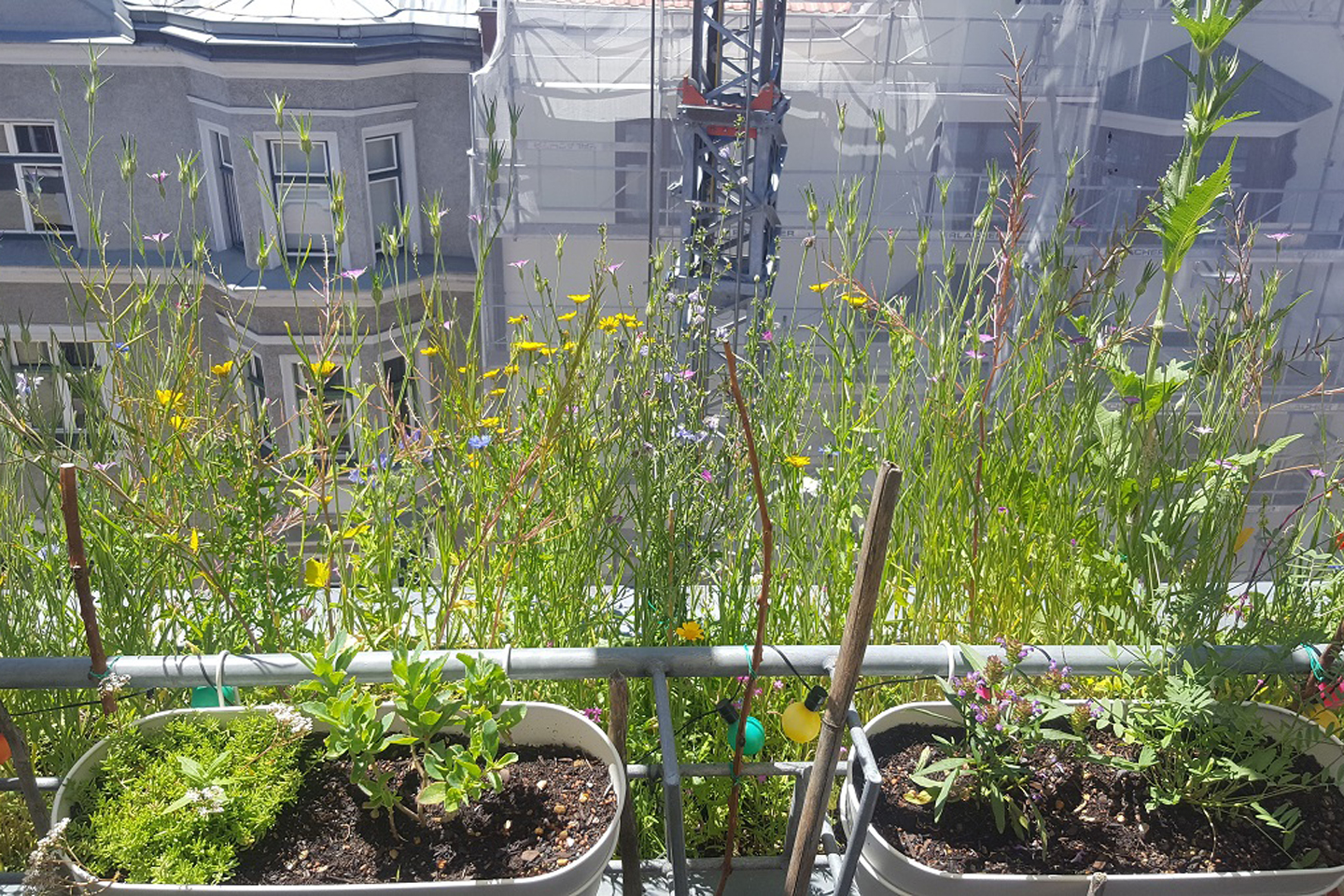 Die große Blumenwiese auf der Terrasse, dort haben wir die Syringa- Wildbienenmischung ausgesät.