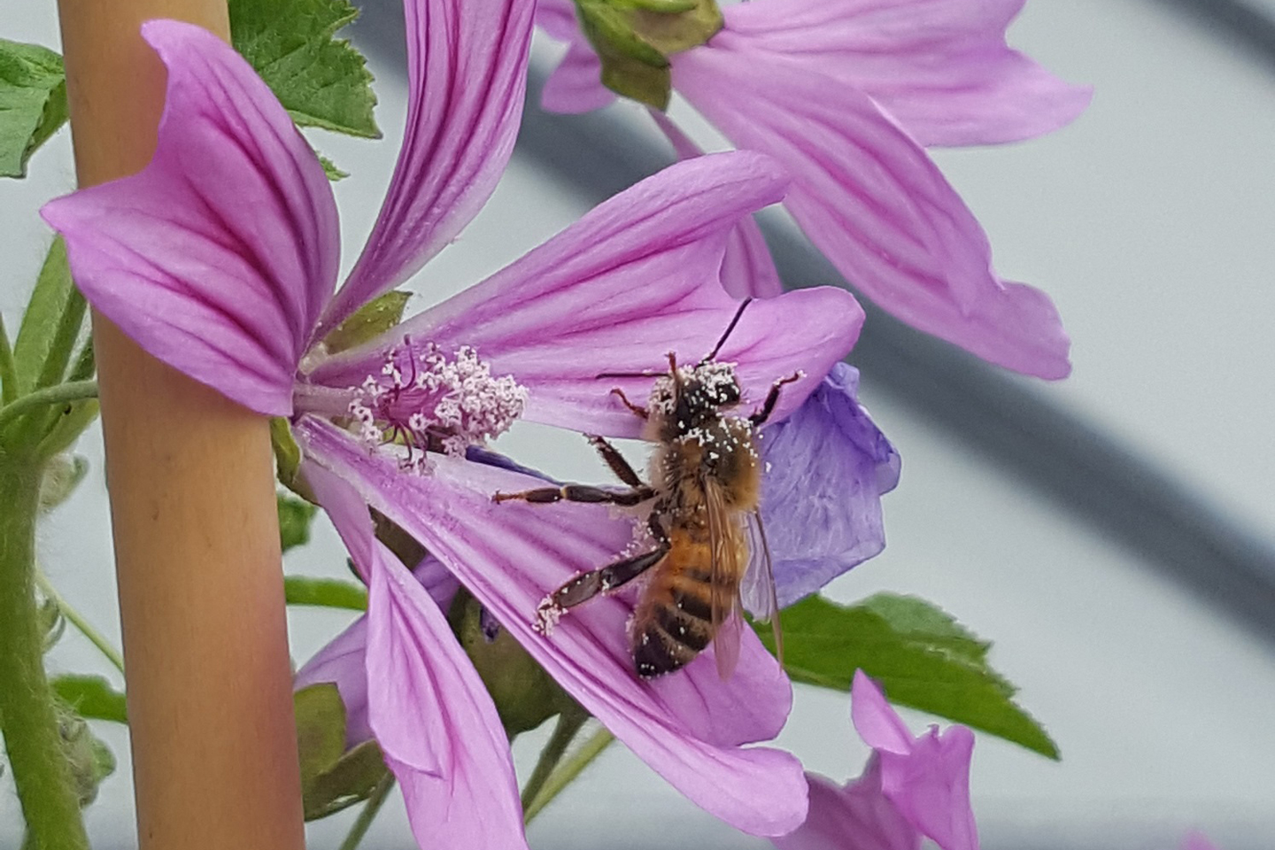 Eine Honigbiene purzelt aus der Wilden Malve.