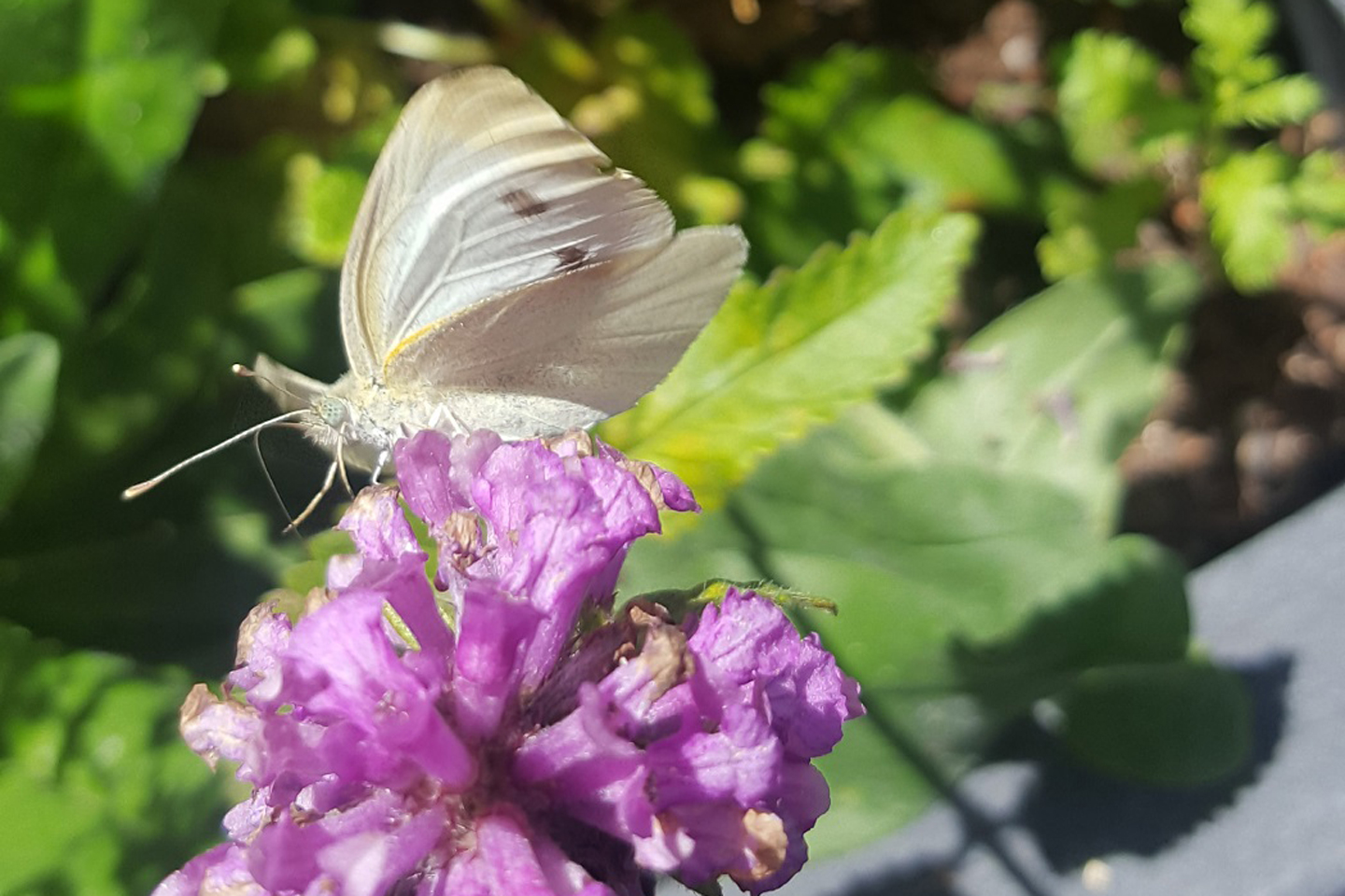 Schmetterlinge lassen sich selten blicken, dieser kleine Kohlweißling hat sich auf dem Heil-Ziest niedergelassen.