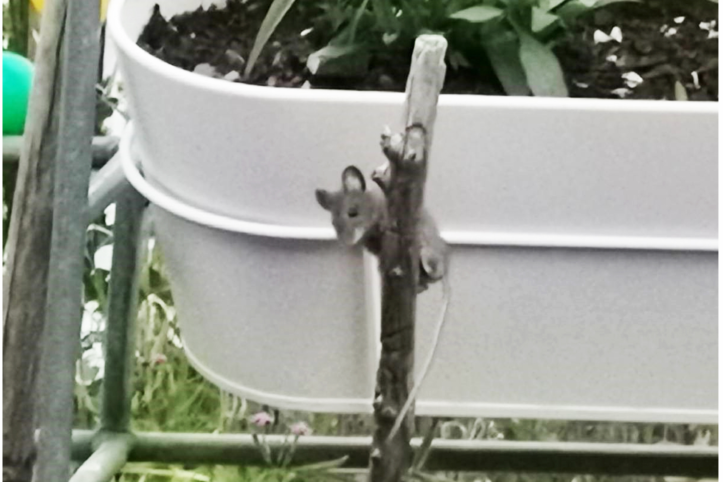 Immer auf Nahrungssuche, klettern die Mäuse über jegliches Hindernis.