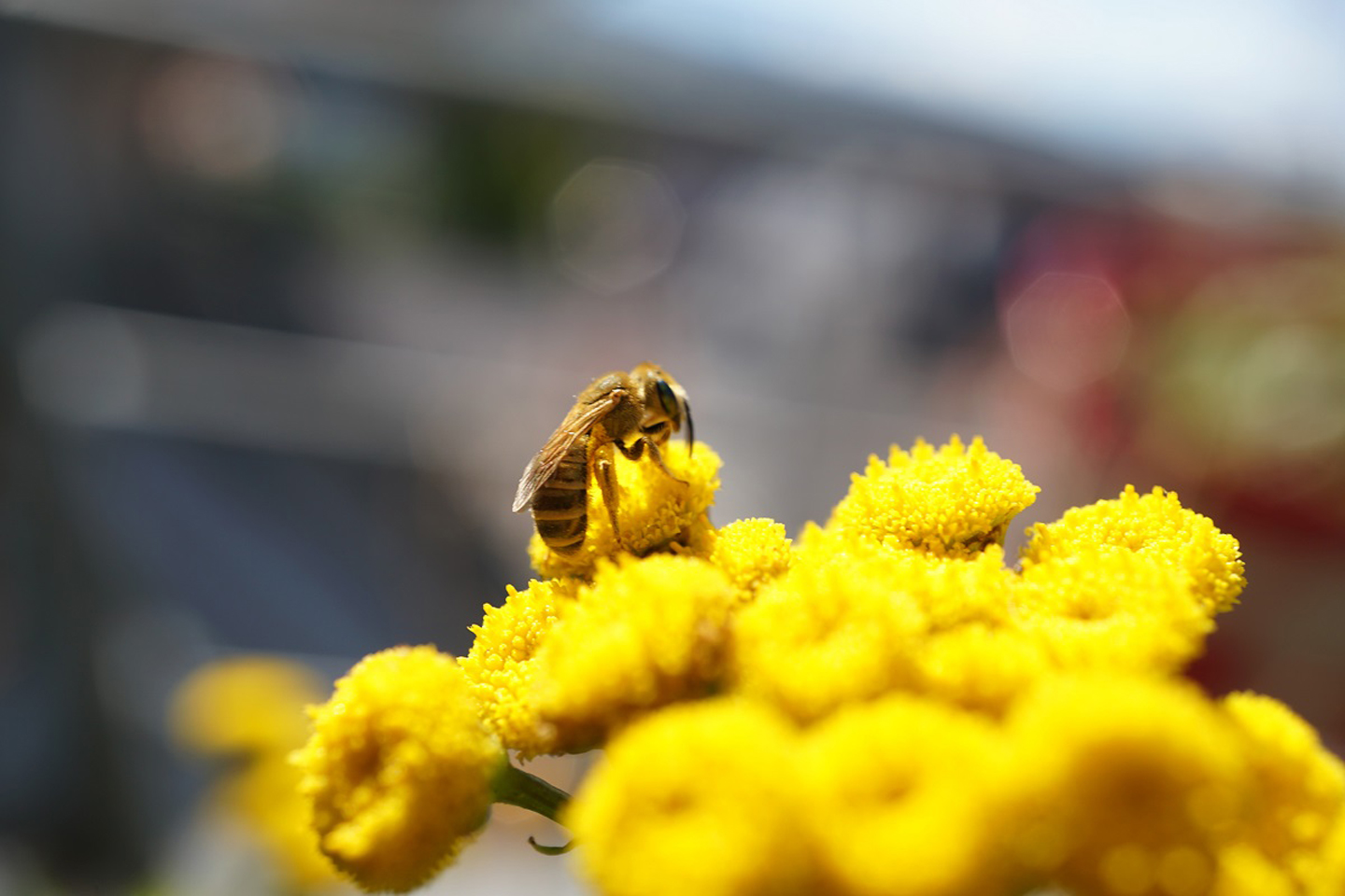 Ein Furchenbienenweibchen sammelt am Rainfarn Pollen und Nektar.