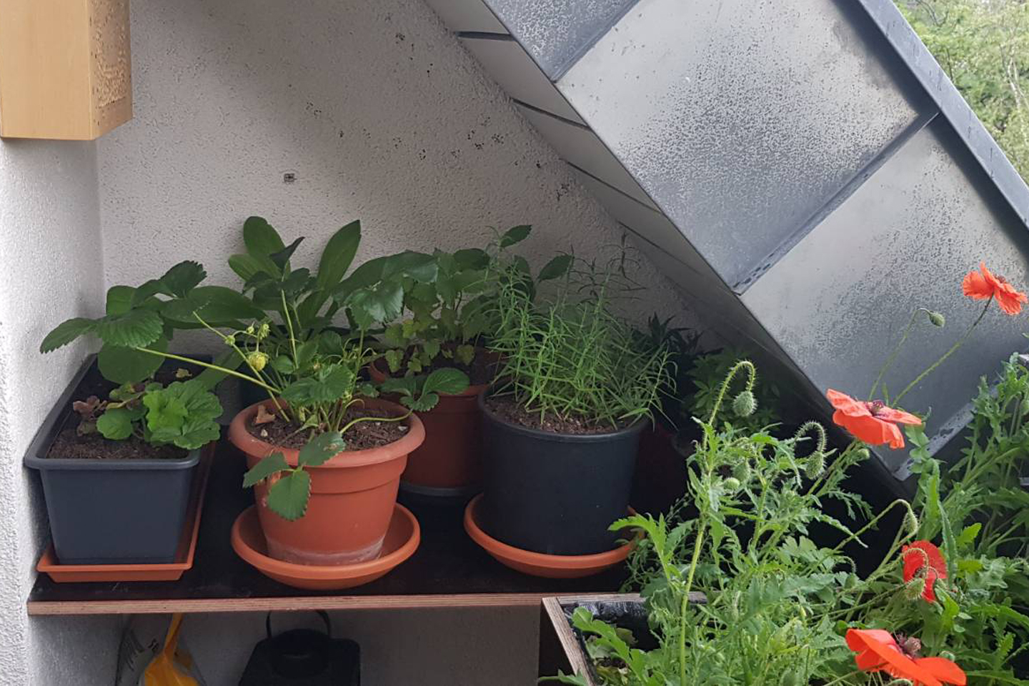 Das Schatteneck: Ein Versuch, der dieses Jahr am Balkon startete.