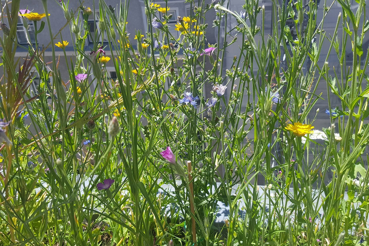 Einjährige Acker-Wildkräuter