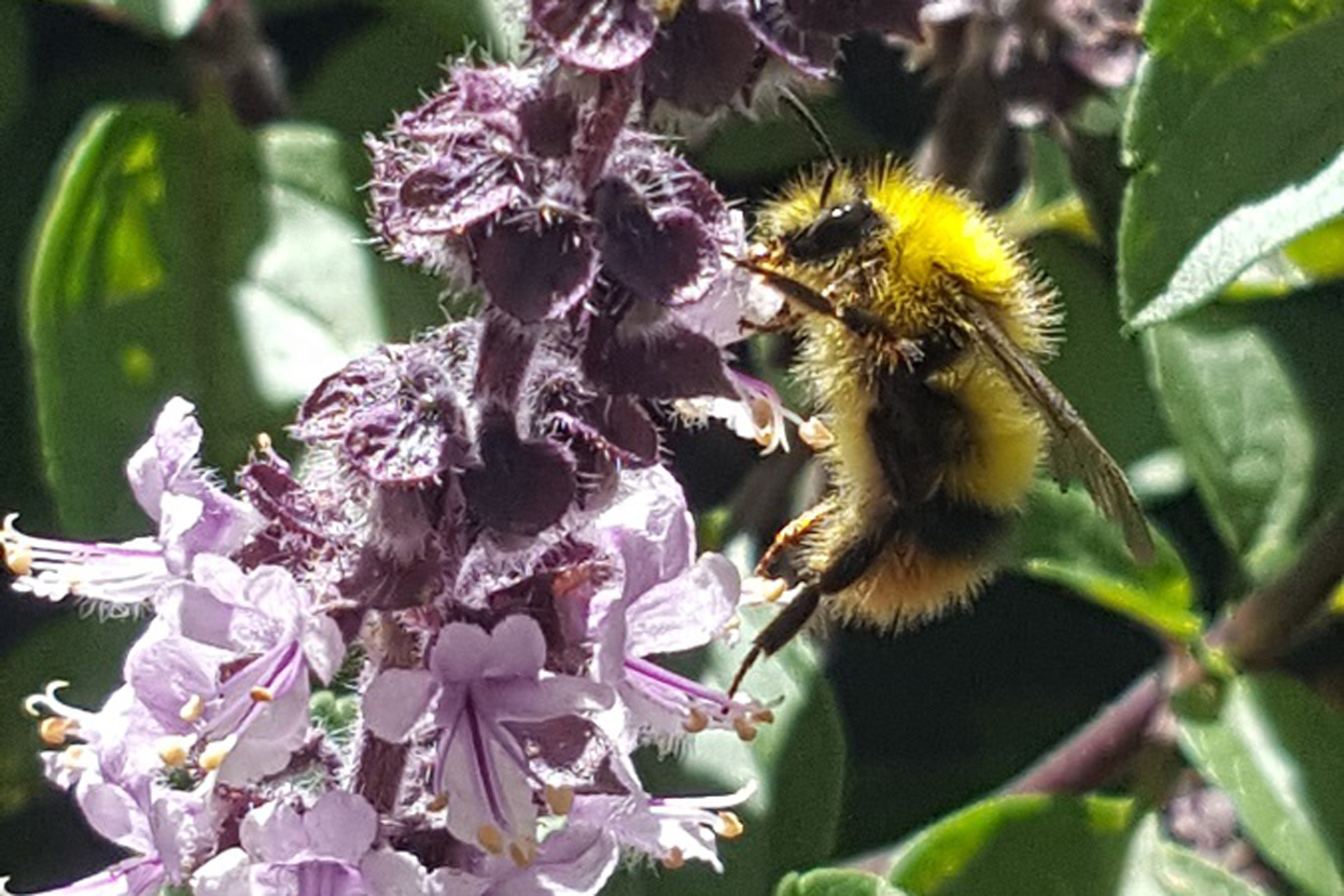 Ein seltener Gast, die Wiesenhummel, eine der schönsten...