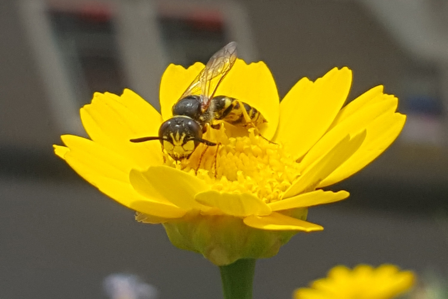 Ein Bienenwolf beim Blütenbesuch
