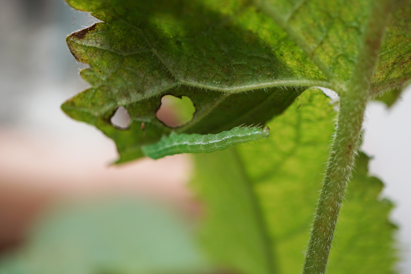 Raupe der Messingeule auf dem Blatt des Klebrigen Salbeis