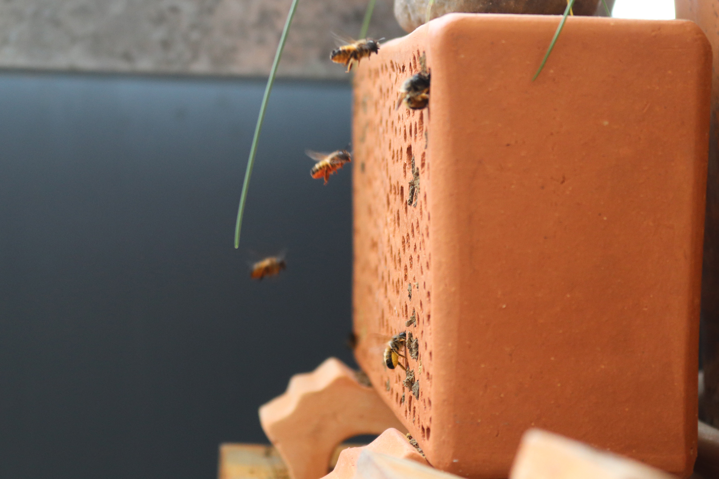Terracotta-Niststein von Volker Fockenberg auf dem Wilden Meter