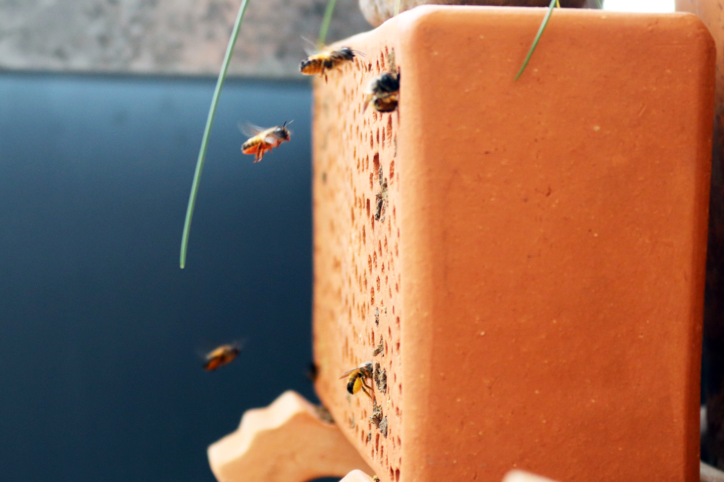 Terracotta-Niststein für Wildbienen von Volker Fockenberg mit Weibchen der Rostroten Mauerbiene