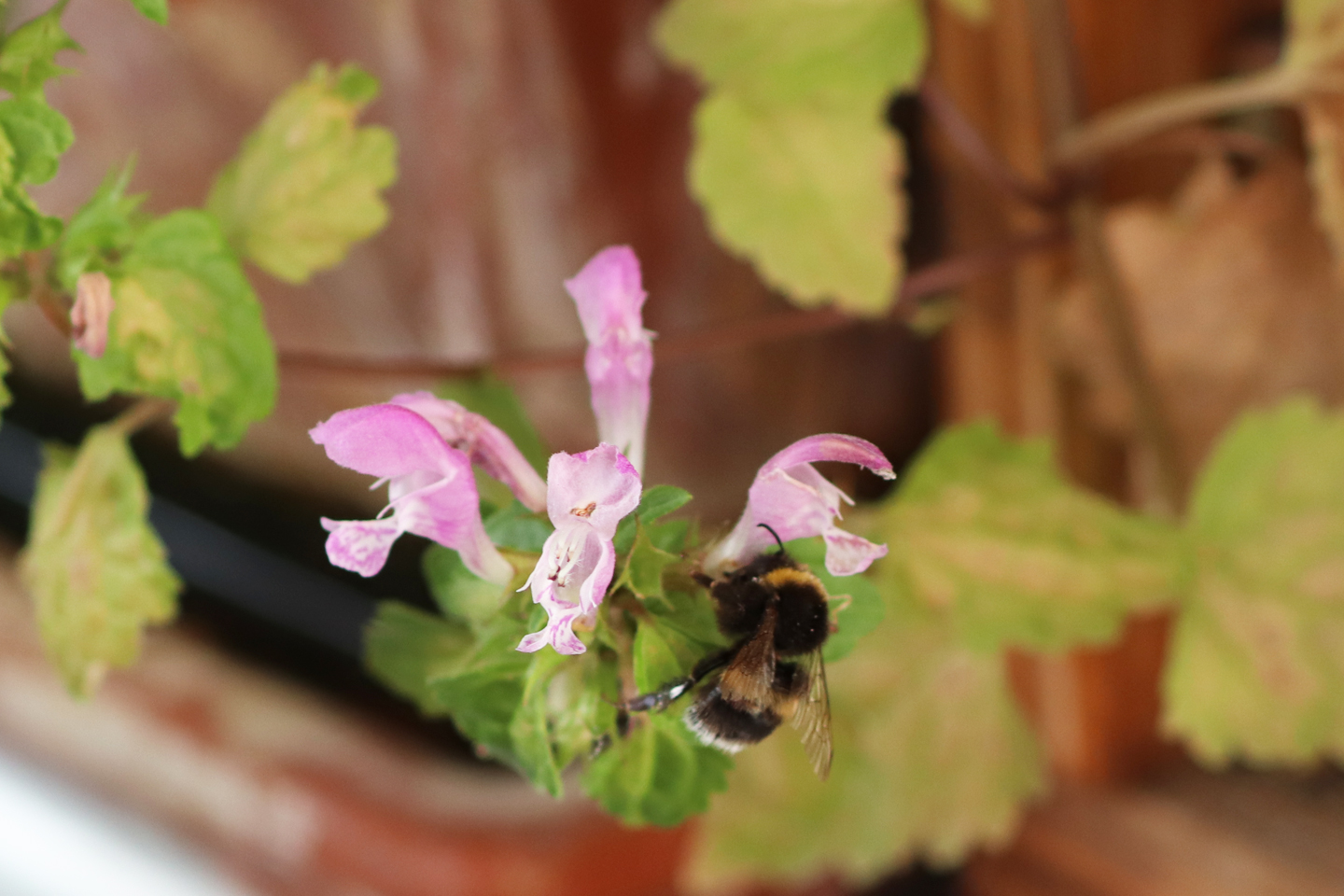 Gefleckte Taubnessel (Lamium maculatum) mit Erdhummel 