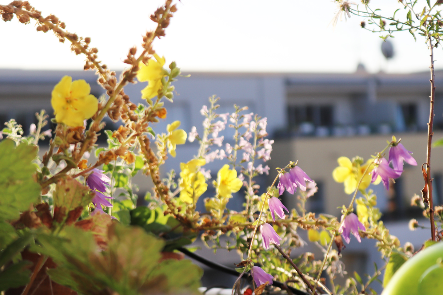 Pyrenäen-Aster, Sorte Lutetia (Aster pyrenaeus ‚Lutetia‘), Großblütige Königskerze (Verbascum densiflorum), Acker-Glockenblume (Campanula rapunculoides), Kleinblütige Bergminze (Calamintha nepeta)