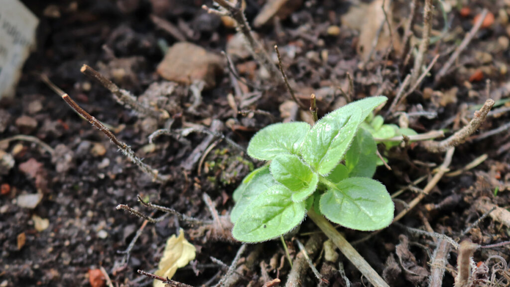 Oreganum vulgare treibt neu aus auf dem Wilden Meter.