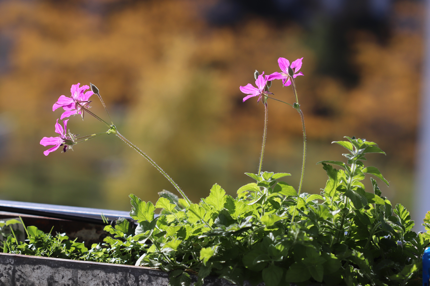 Pyrenäen-Reiherschnabel (Erodium manescavii)