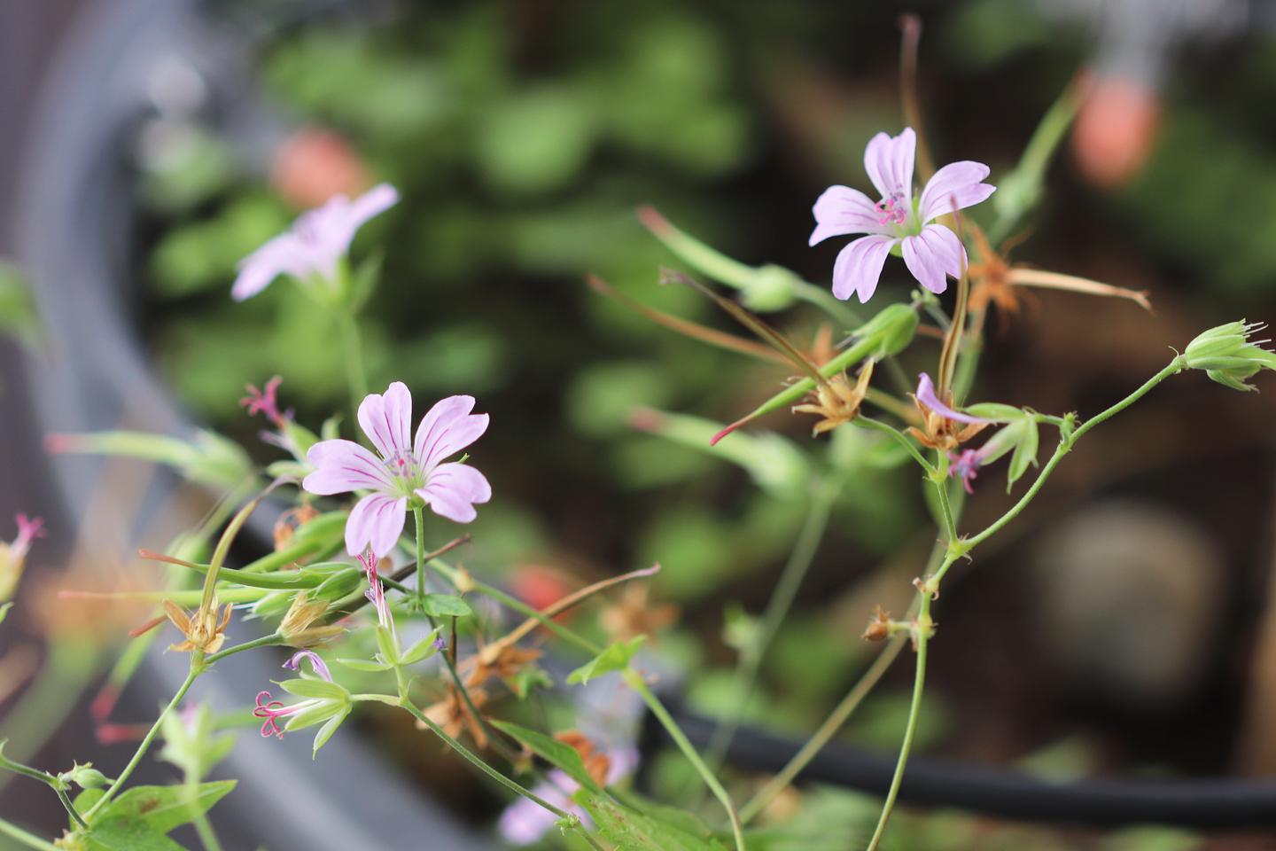 Knotiger-Storchschnabel (Geranium nodosum)