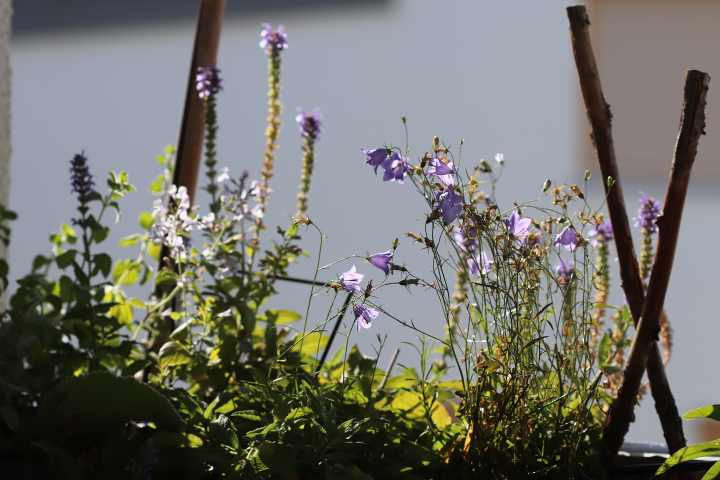 Steppen-Salbei, Sorte Blauhügel (Salvia nemorosa ‚Blauhügel‚) Rundblättrige Glockenblume (Campanula rotundifolia)