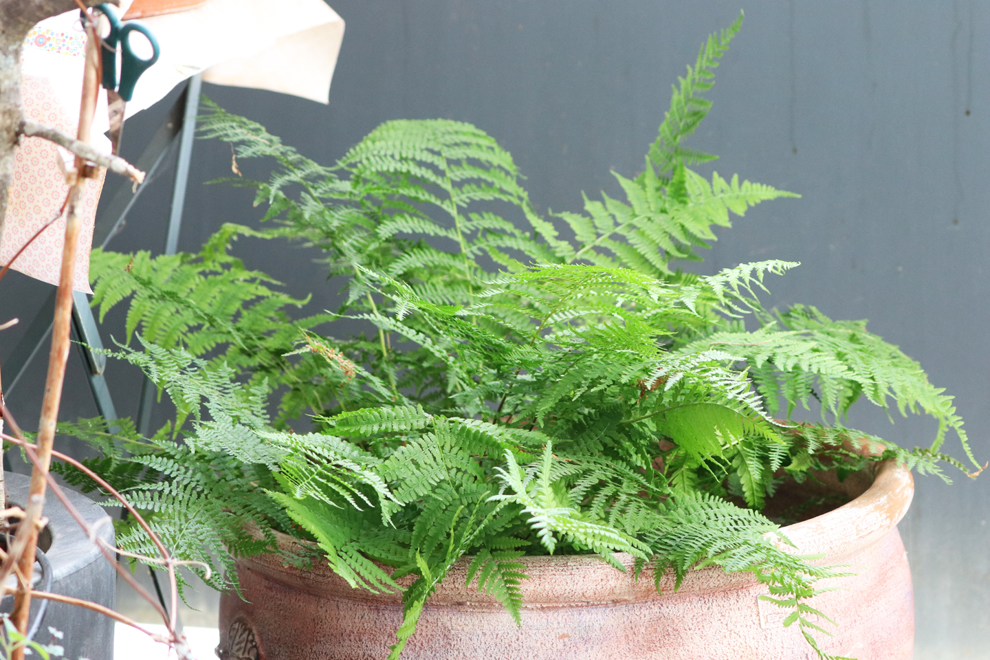 Wald-Frauenfarn (Athyrium filix-femina)