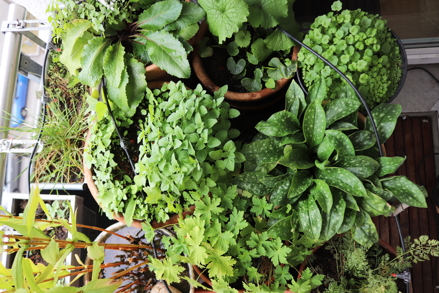 Grünes Laub auf dem Wilden Meter nach der Dürrekatastrophe