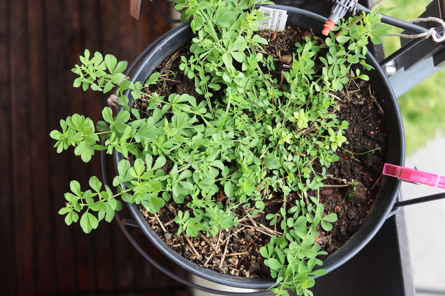 Gewöhnlicher Hornklee (Lotus corniculatum)
