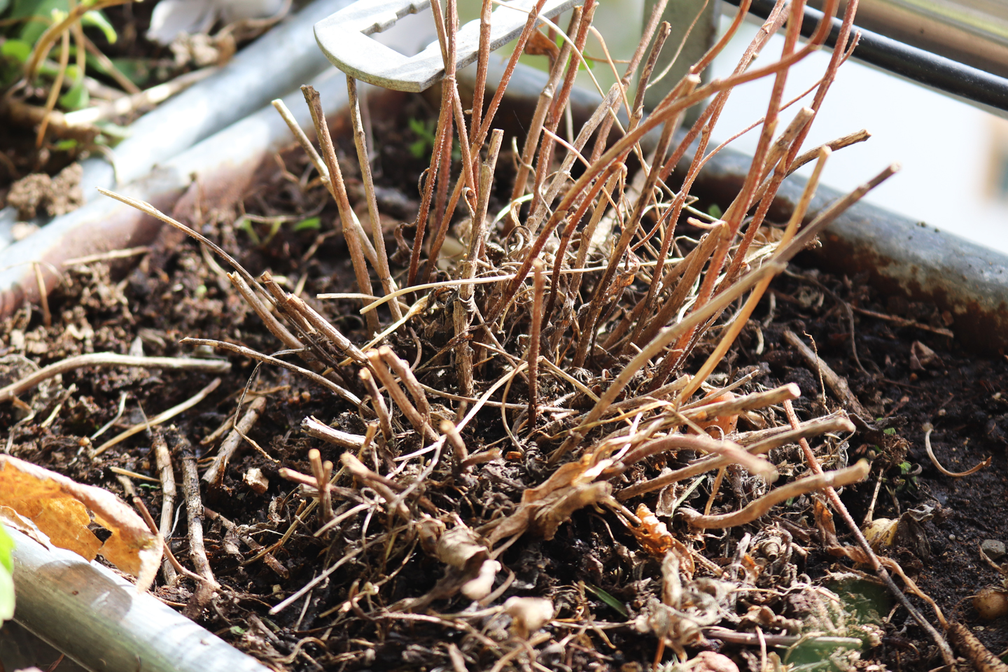 Vertrocknete Staude auf dem Wilden Meter