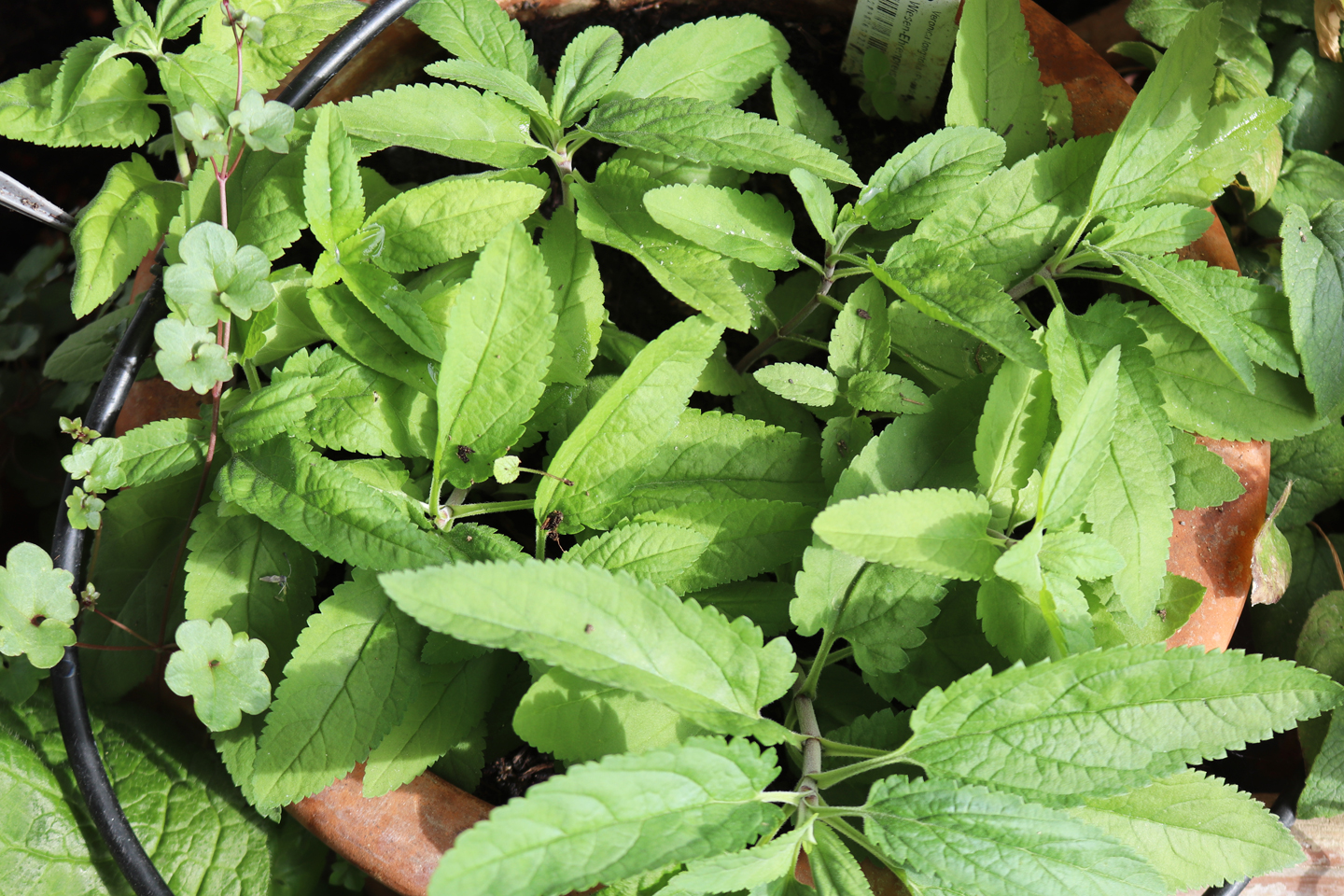 Üppiger als vor der Hitzezäsur, der Langblättrige Ehrenpreis (Veronica longifolia)