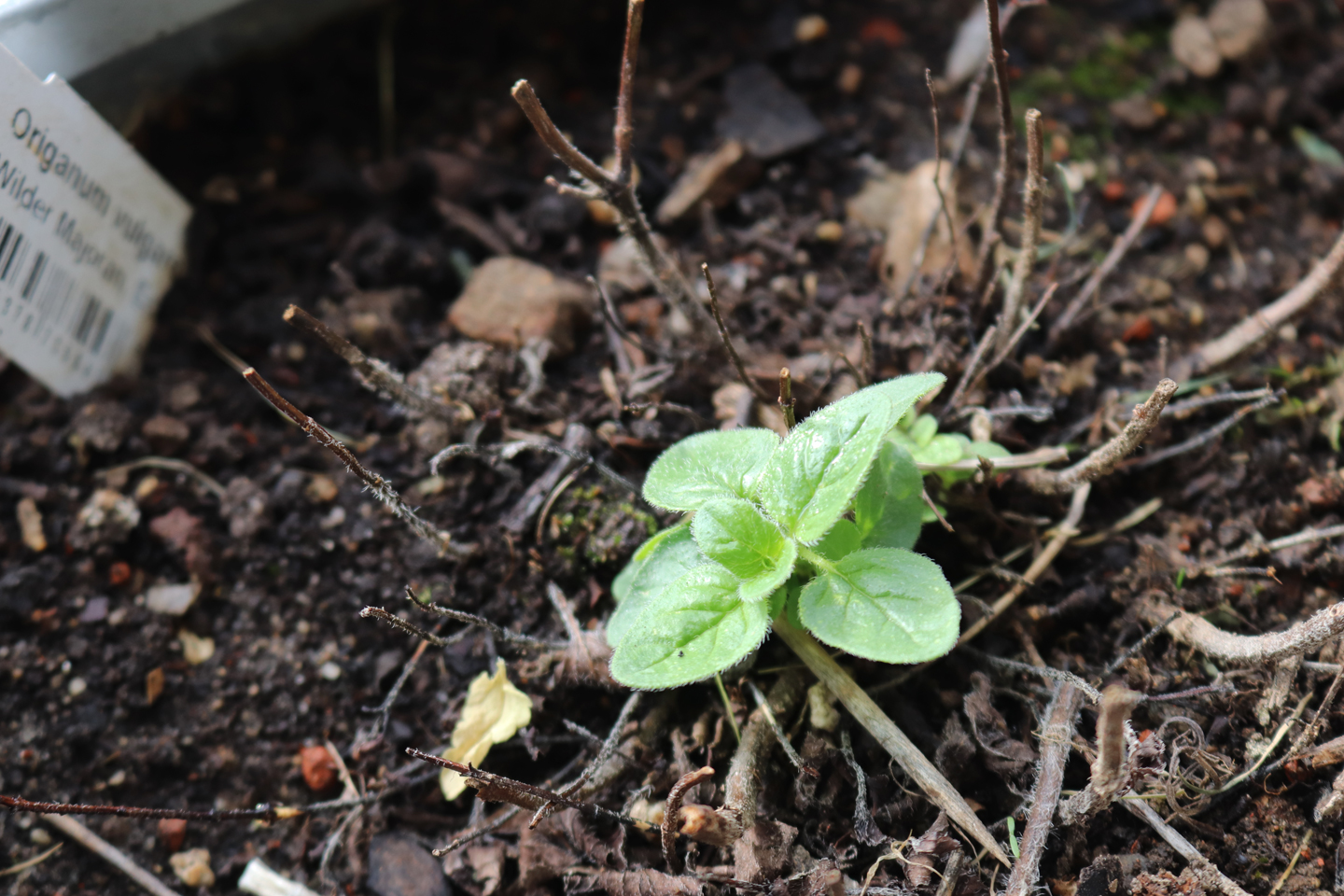 Wilder Majoran (Origanum vulgare)