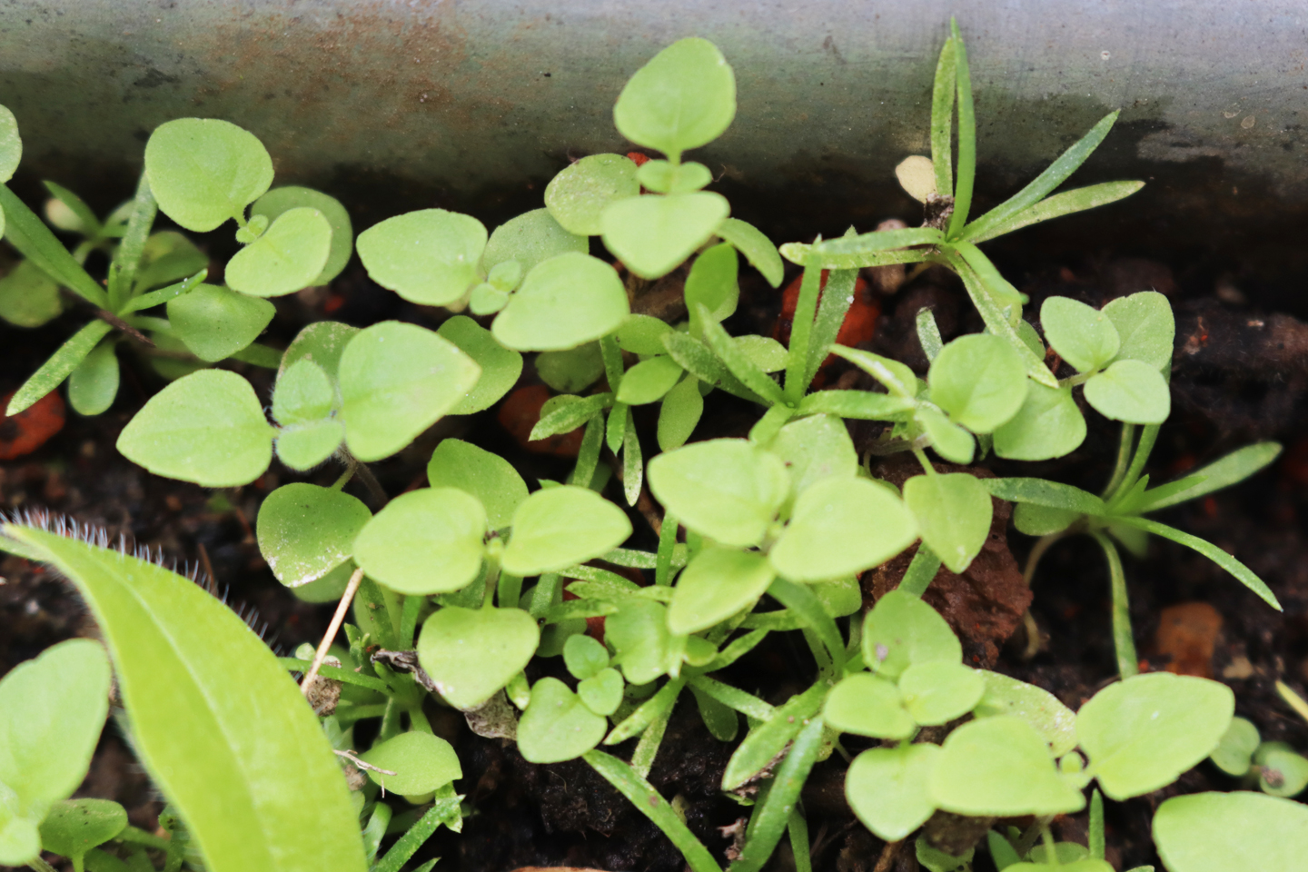 Keimlinge auf dem Wilden Meter
