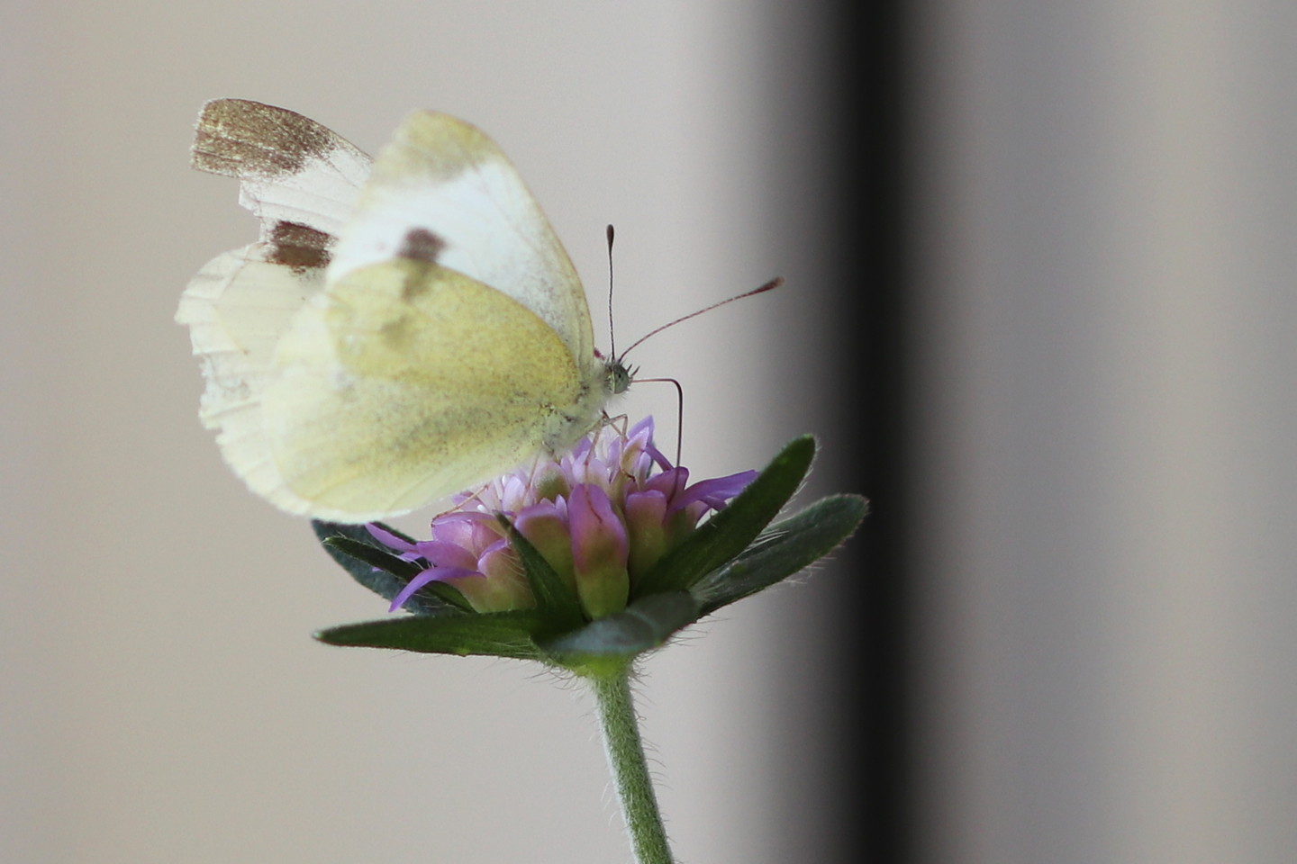 Karstweißling (Pieris mannii) auf Wald-Witwenblume (Knautia dipsacifolia)