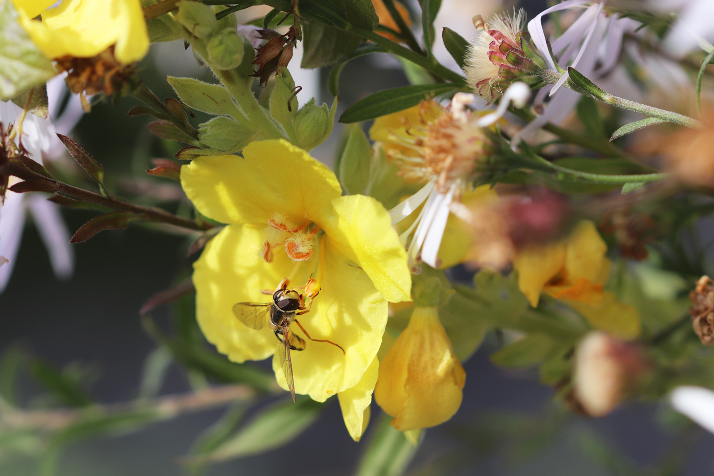 Gemeine Feldschwebfliege (Eupeodes corollae) an Großblütiger Königskerze Großblütige Königskerze (Verbascum densiflorum) auf dem Wilden Meter