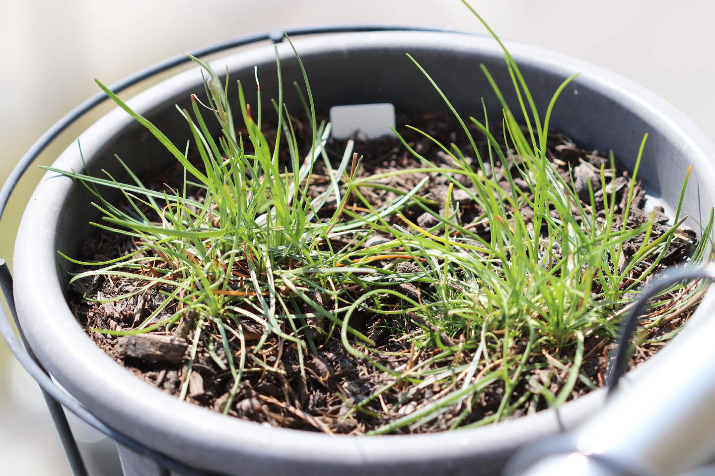 Grasnelken im Topf auf dem Wilden Meter im April