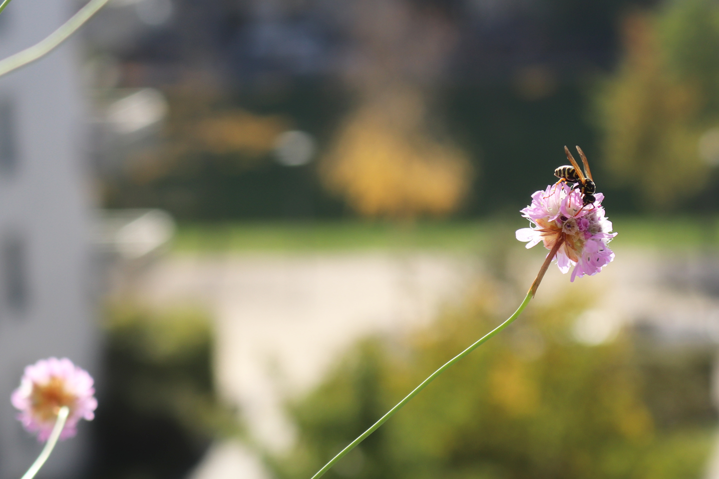 Eine Feldwespe auf der Blüte der Grasnelke im Oktober.