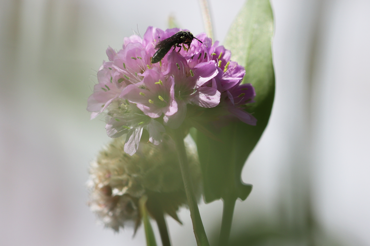 Keulenwespe besucht die Blüte einer Grasnelke auf dem Wilden Meter.