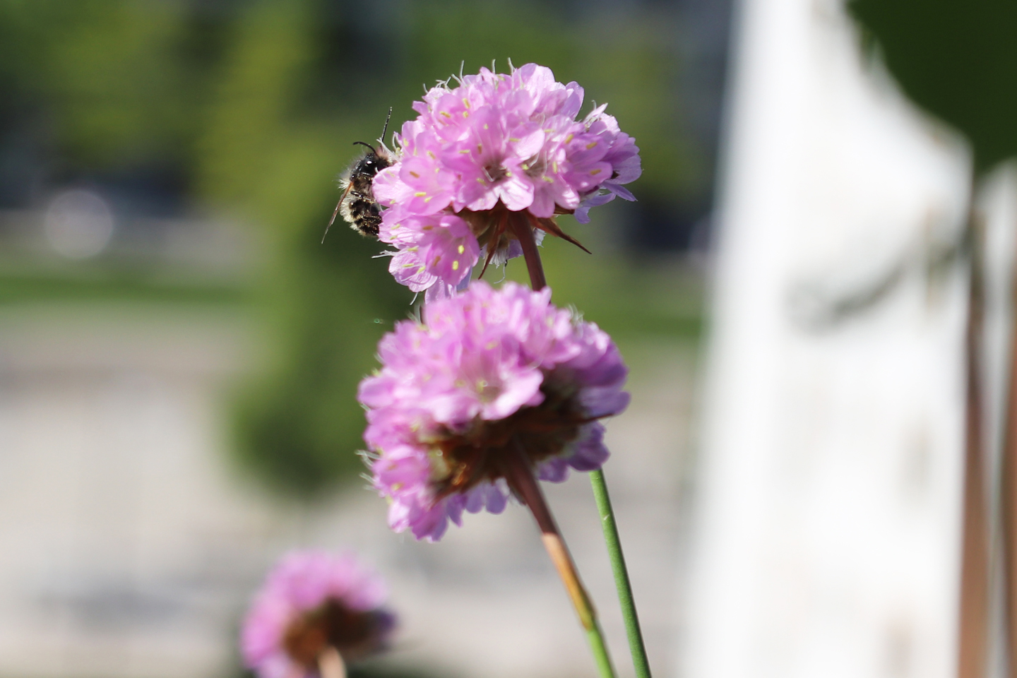 Grasnelke auf dem Wilden Meter mit einem Männchen der Rostroten Mauerbiene