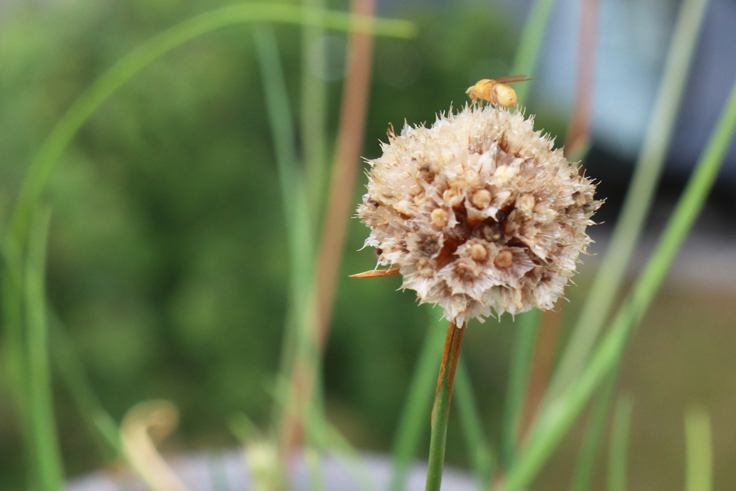 Die Früchte der Grasnelke heißen Nüsschen.