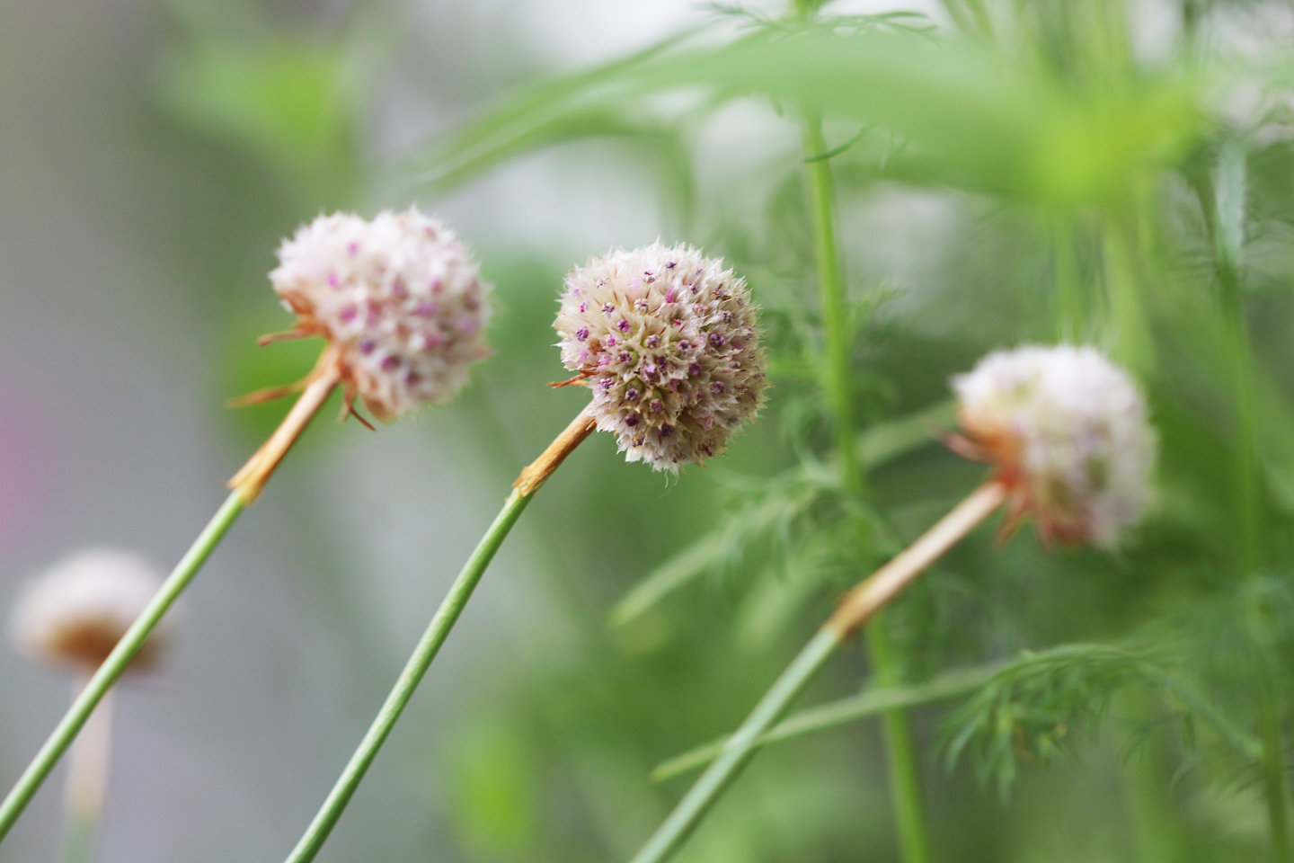 Grasnelken im Topf - auch die verblühten Köpfchen sind sehr dekorativ.