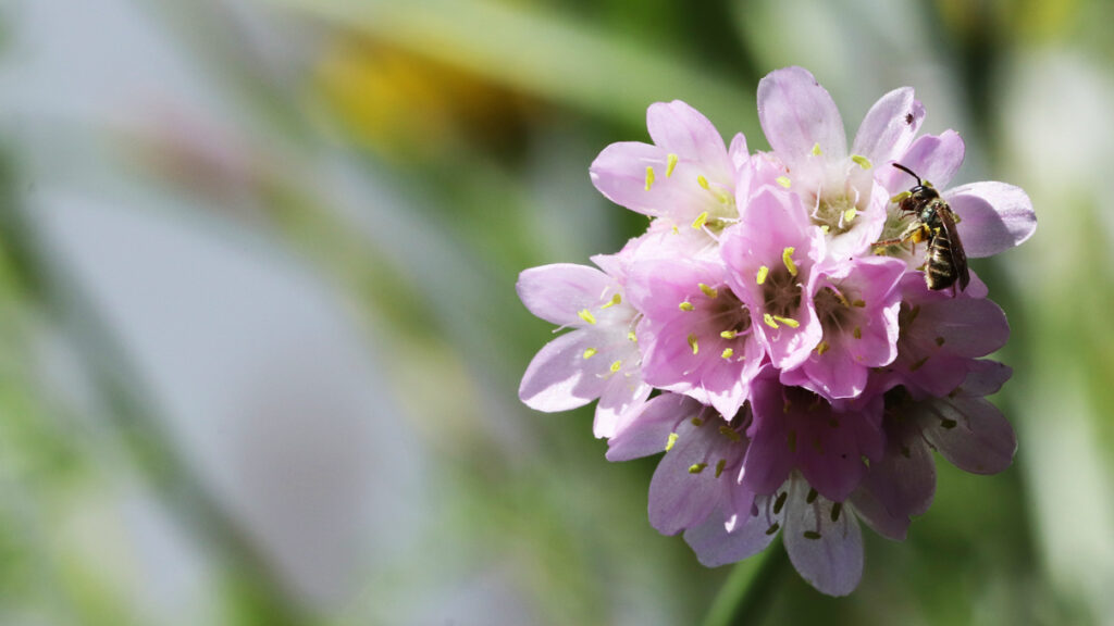 Die Gewöhnliche Grasnelke - Blume des Jahres 2024