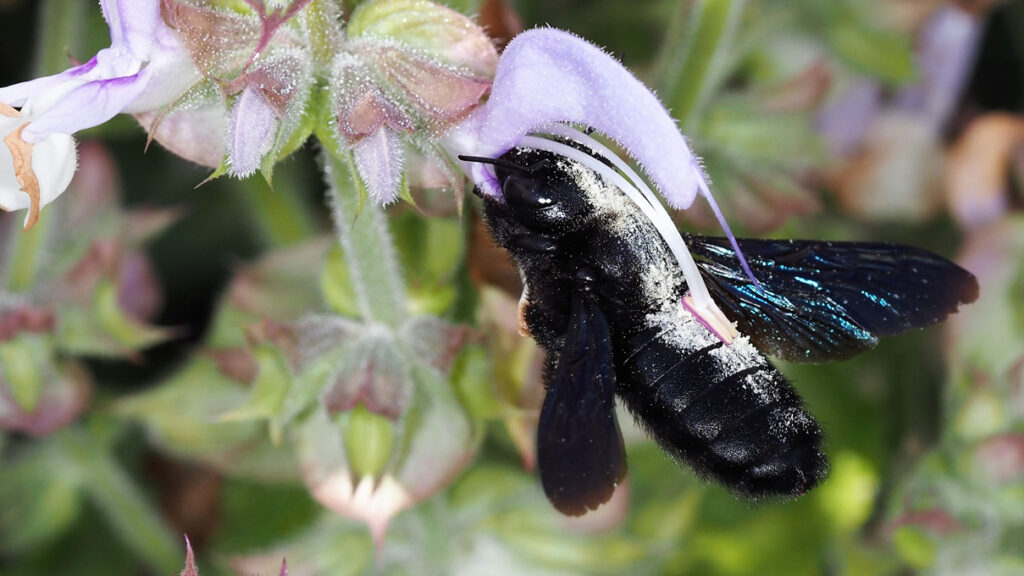 Weibchen der Blauschwarzen Holzbiene (Xylocopa violacea) an Muskateller‐Salbei. (c) Manfred Ayasse