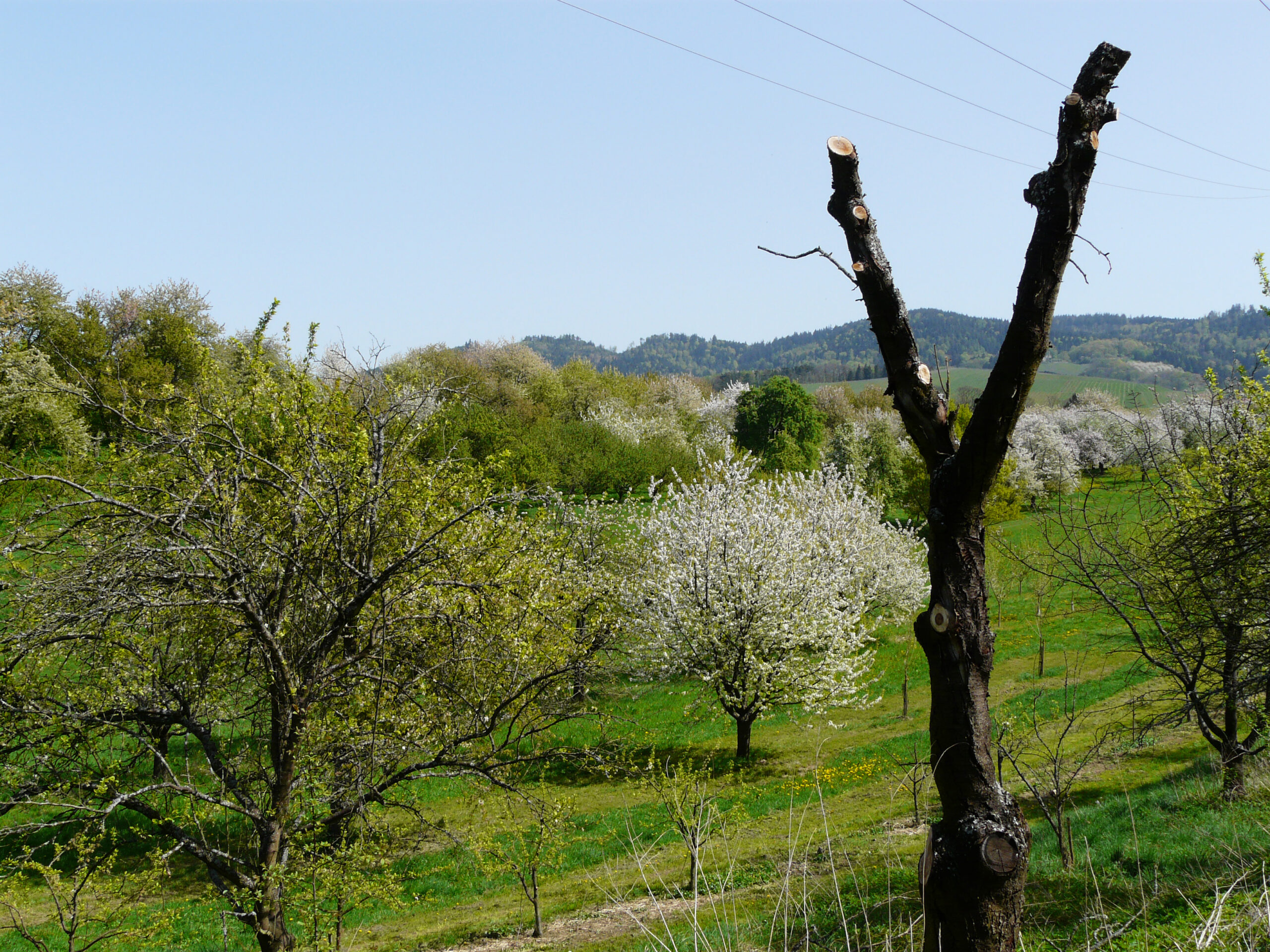 Alte und teilweise abgestorbene Obstbäume können von Holzbienen als Nistplatz genutzt werden. (c) Martin Klatt