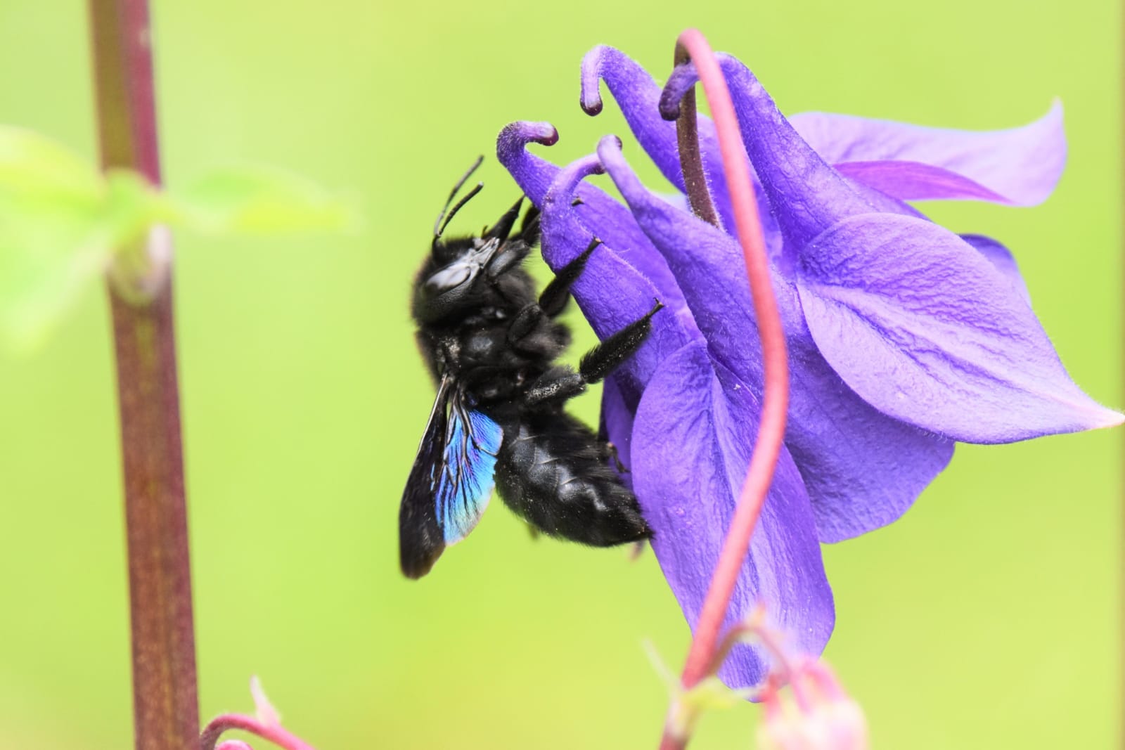 Blauschwarze Holzbiene beim Nektarraub an einer Akelei im Garten meiner Schwester. Foto: Christa Schünemann