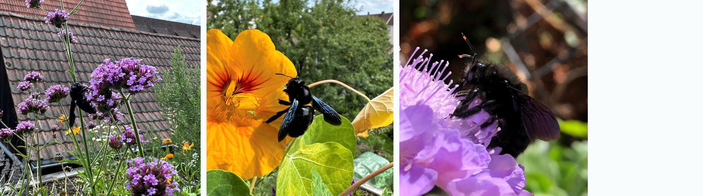 Holzbiene auf dem Balkon von Gabi (@a1gabi1)