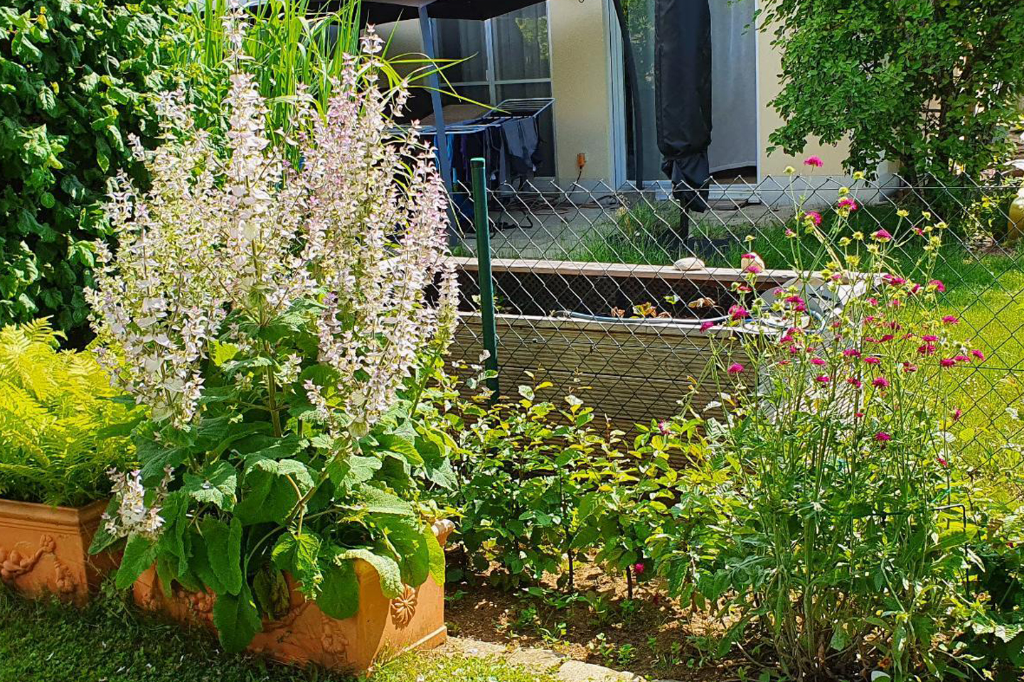 Muskatellersalbei im Topf im Garten meiner Schwester. (c) Christa Schünemann