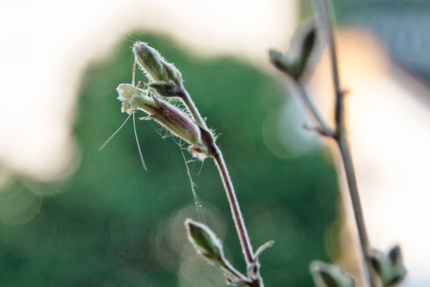 Balkonbesuch bei Sylvia Meise. Juni: Breitblättrige Lichtnelke mit Baby-Langfühlerschrecke
