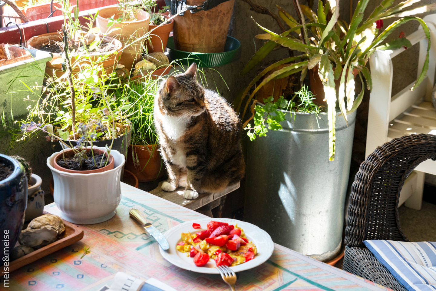 Balkonbesuch bei Sylvia Meise. Juni: Sommer auf dem Balkon – Lily, Sonne, Kaiserschmarrn