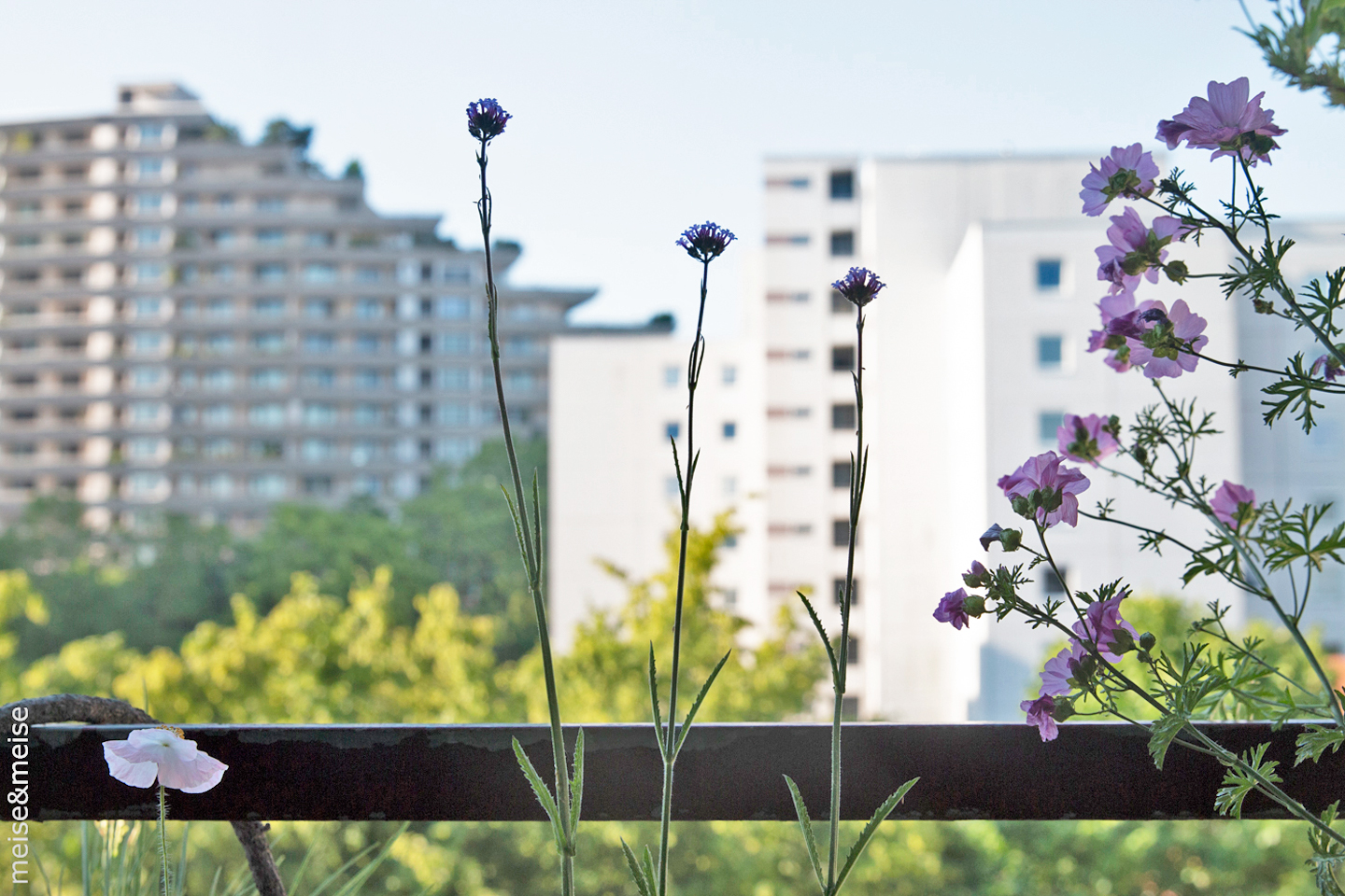 Balkonbesuch bei Sylvia Meise. Juni: Sommer vorm Balkon – Klatschmohn, Verbene, Moschusmalve