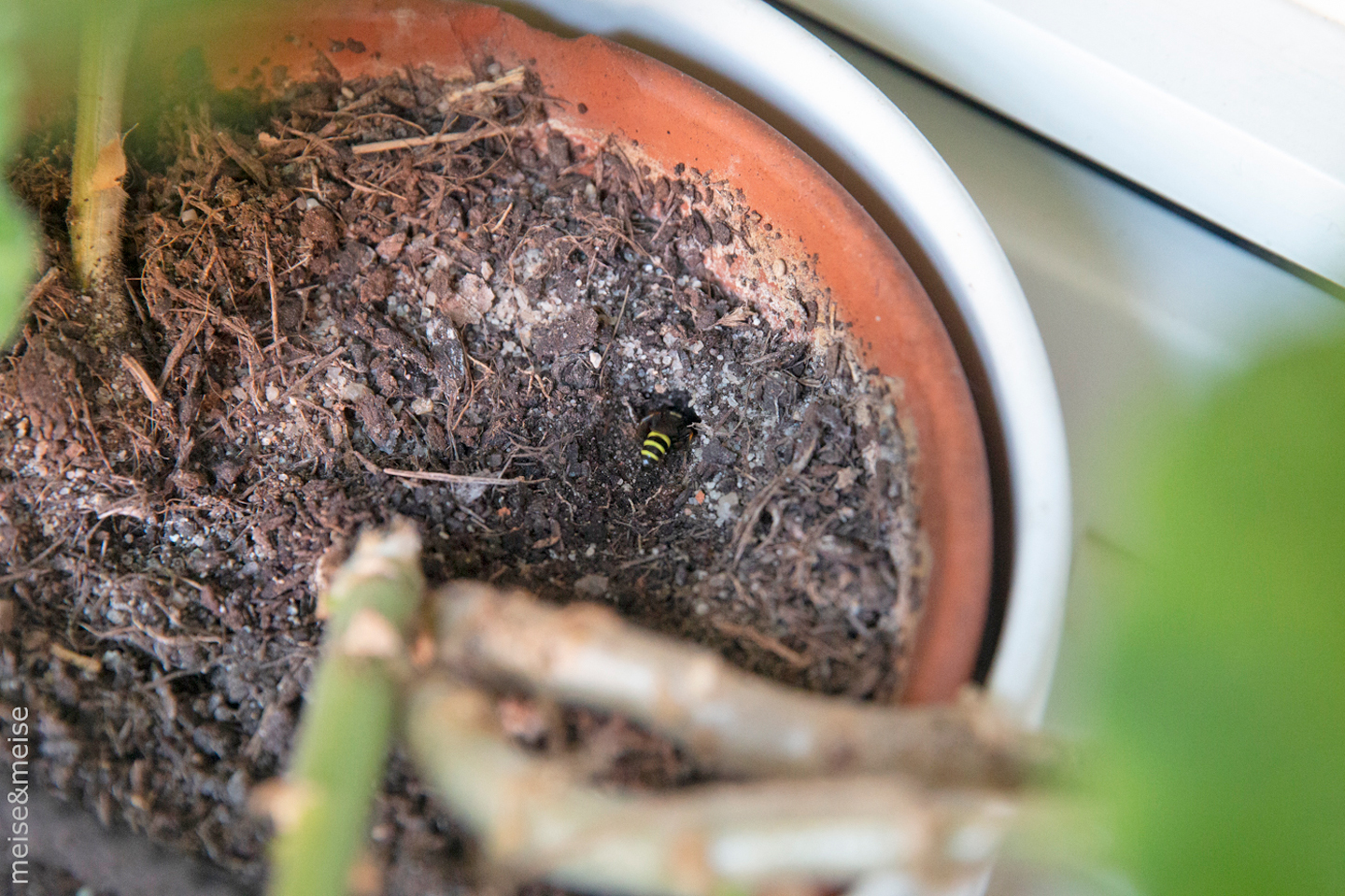 Balkonbesuch bei Sylvia Meise. Juni: Bienenfangende Knotenwespe beim Nestbau