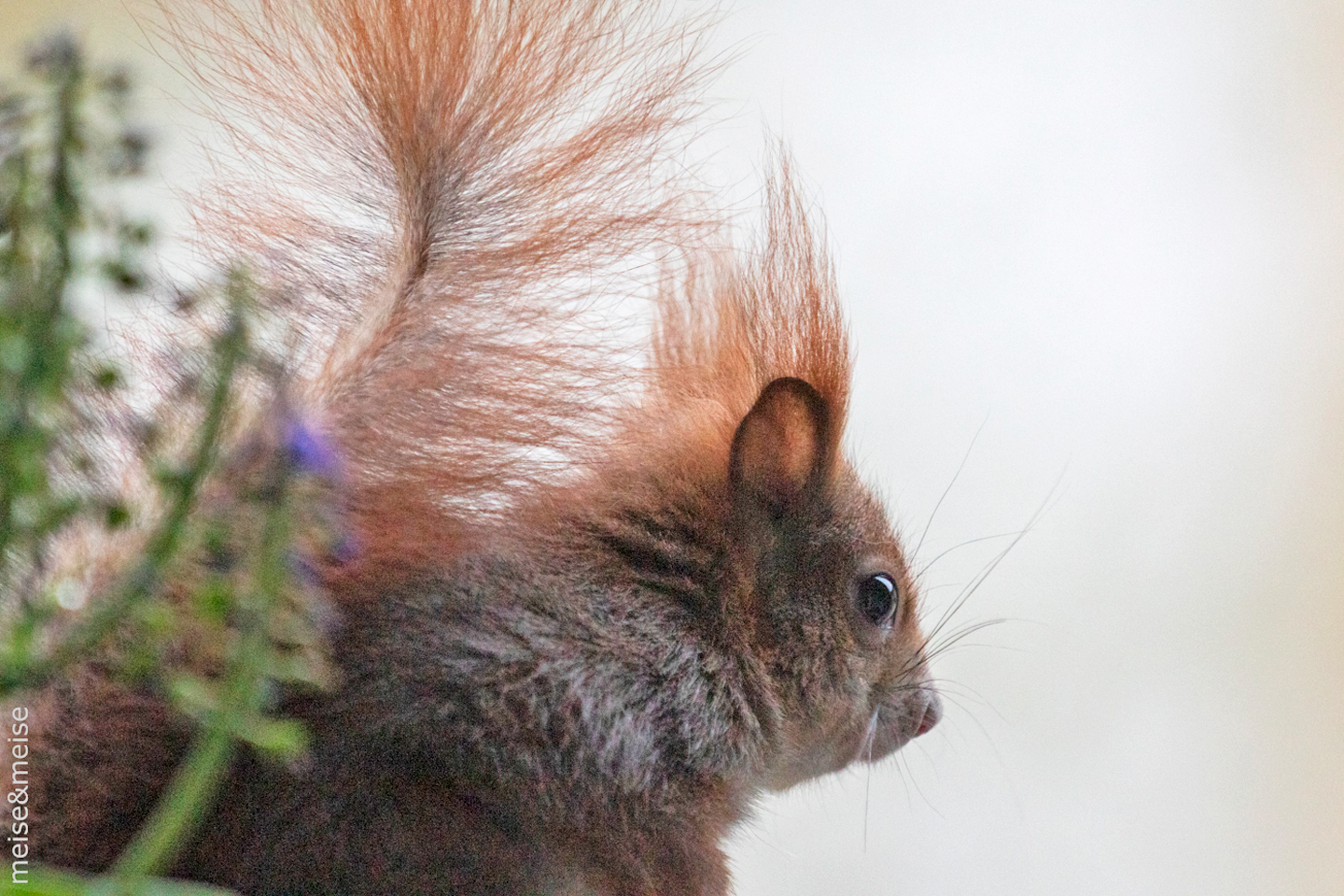 Balkonbesuch bei Sylvia Meise. April: Eichhörnchen auf seinem Ausguck im Muscari-Topf