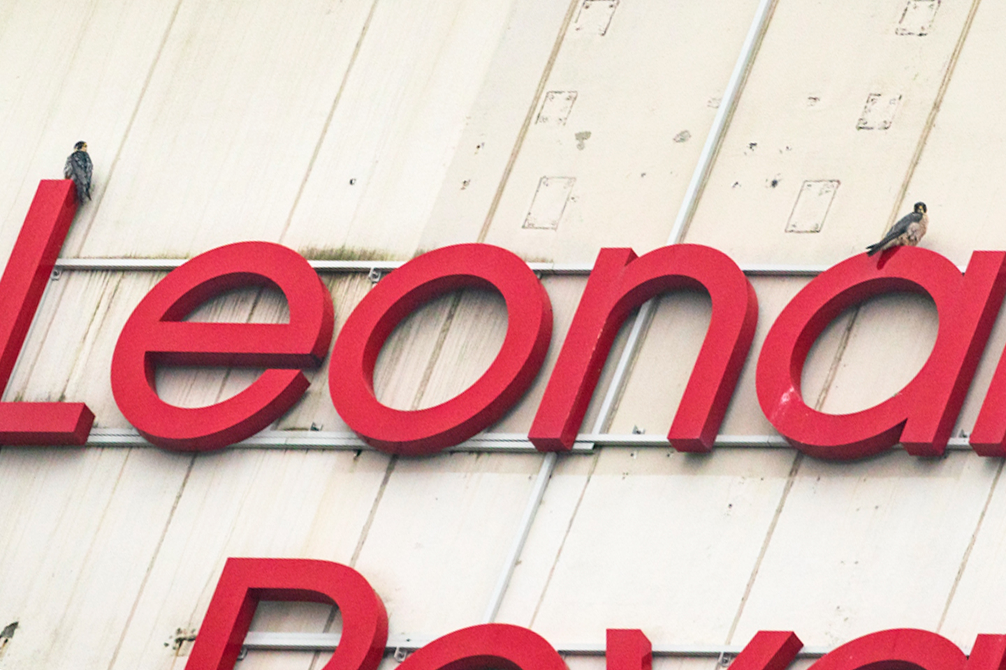 Wanderfalken-Pärchen auf dem L und a des Leonardo Royal Hotels