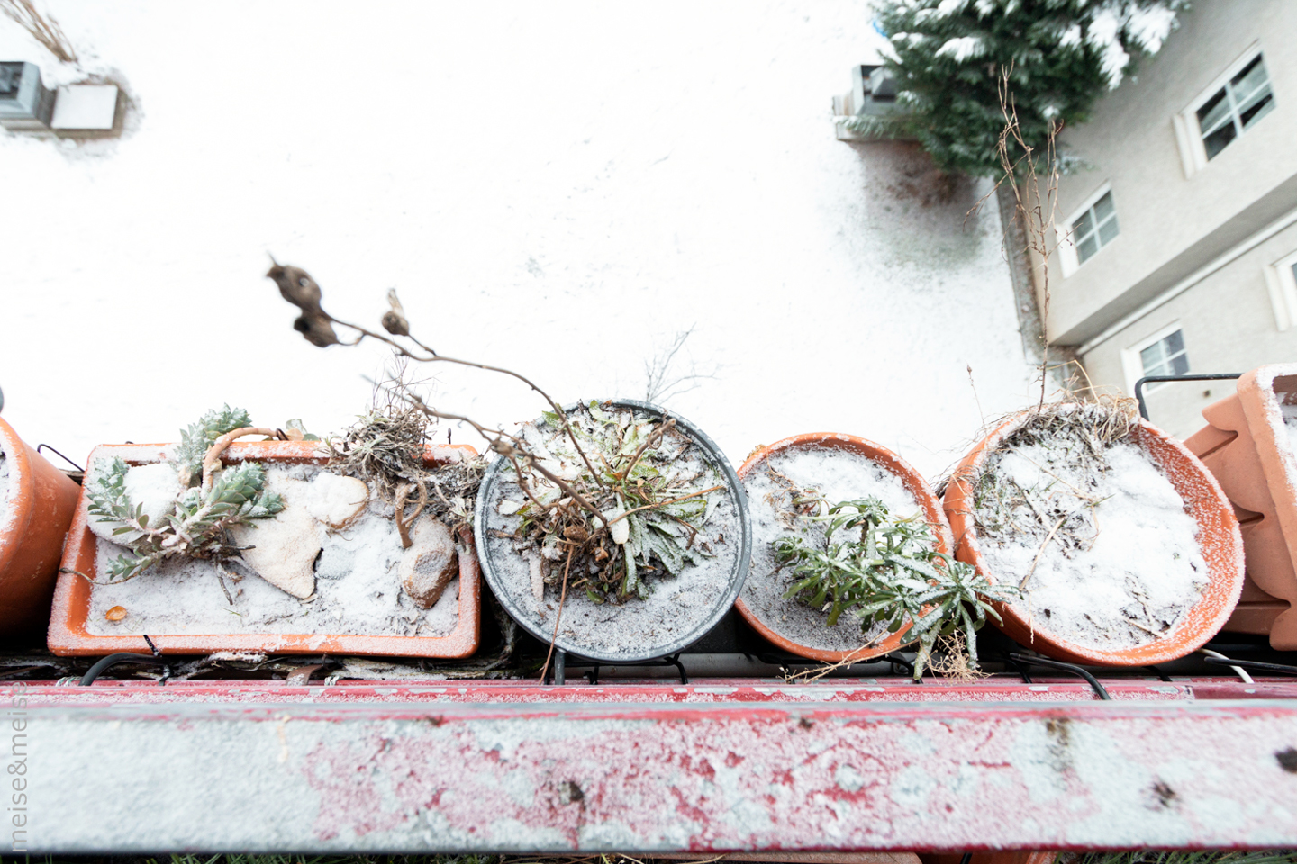 Balkonbesuch bei Sylvia Meise. Januar 2024: Schnee