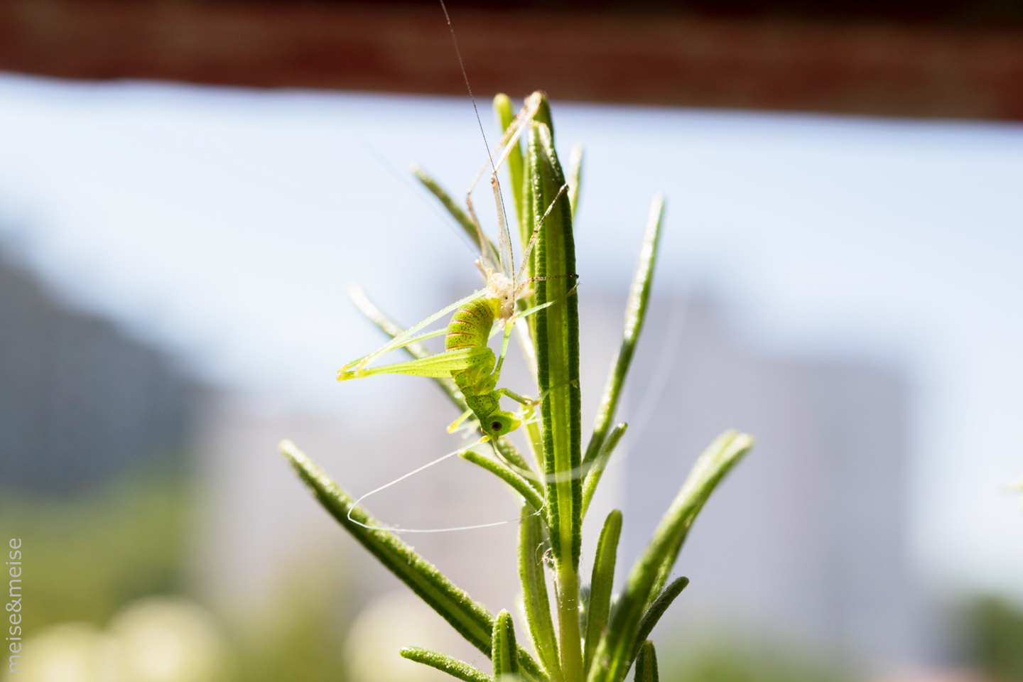 Häutung einer Langfühlerschrecke am Rosmarin