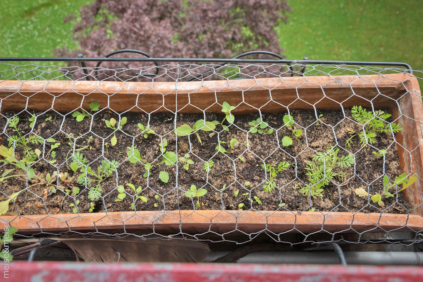 Balkonbesuch bei Sylvia Meise. Mai: Unterm Eichhörnchenschutz