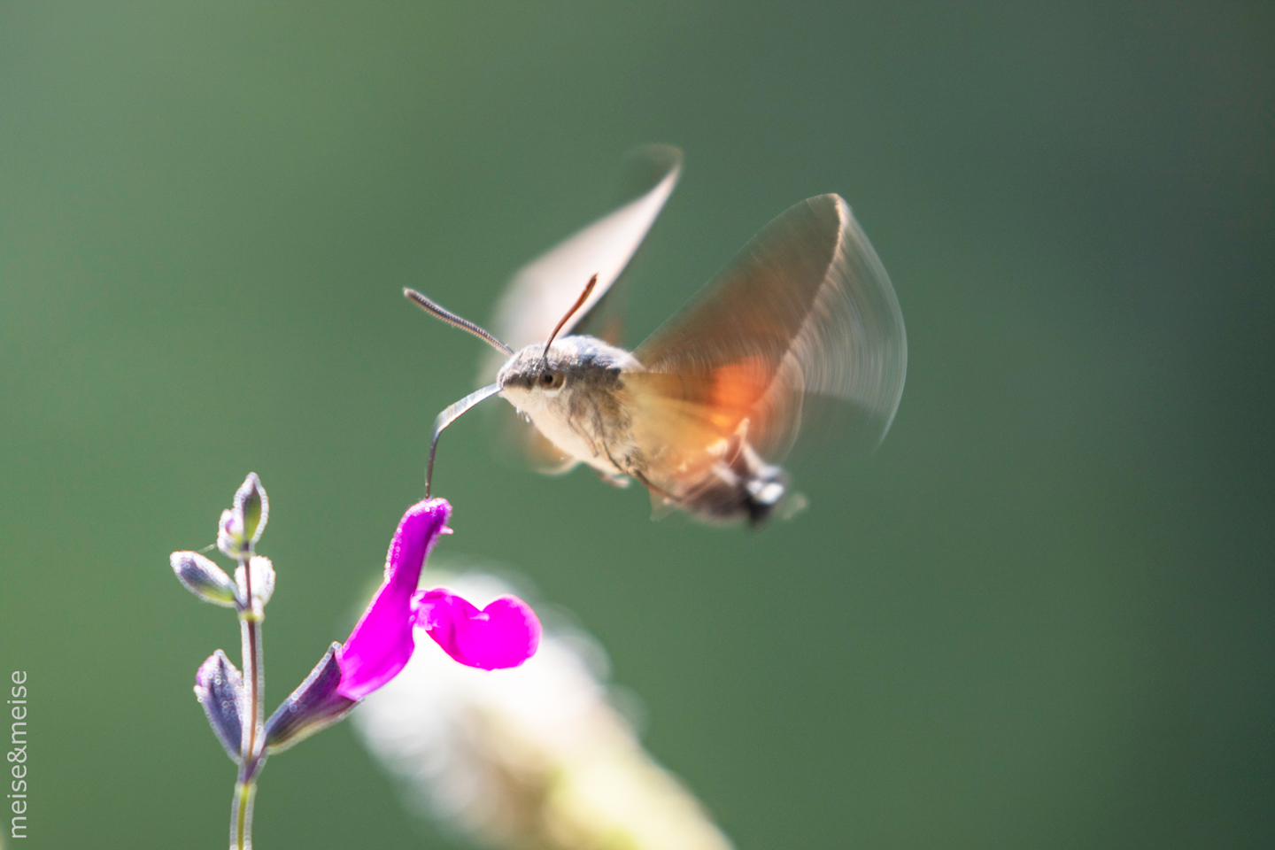 Balkonbesuch bei Sylvia Meise. September: Salbei mit Taubenschwänzchen