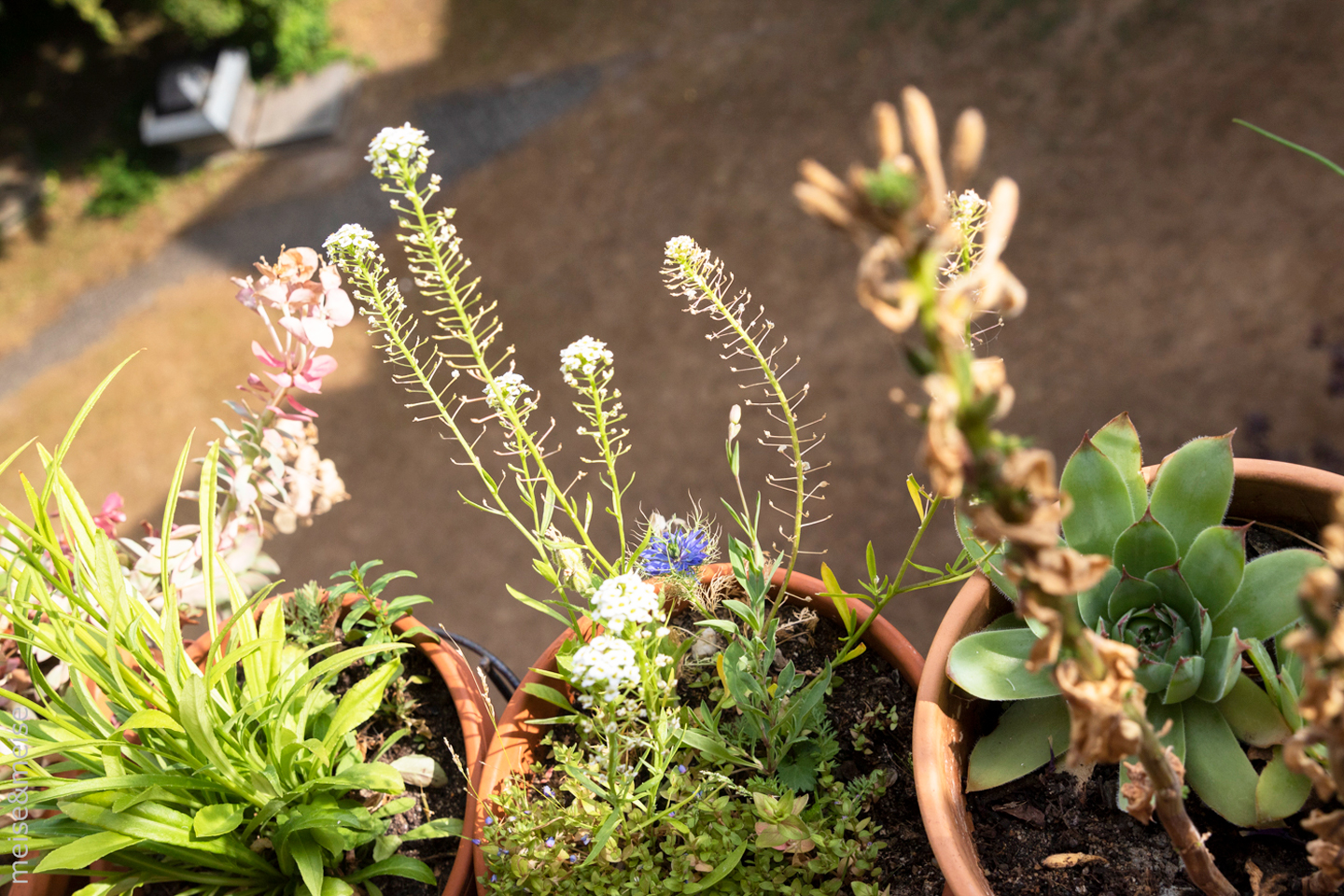 Juli: Glockenblume, Duftsteinrich, Nachtkerze, Hauswurz